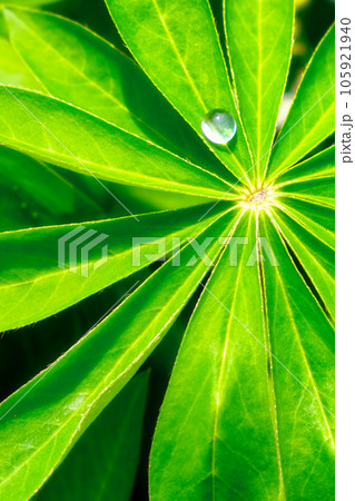 A large drop of water on a sheet of lupine. A large drop of water on a sheet of lupine. 105921940