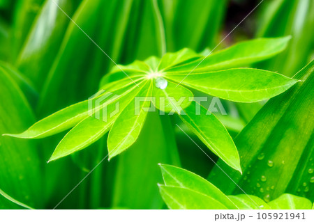 A large drop of water on a sheet of lupine. A large drop of water on a sheet of lupine. 105921941