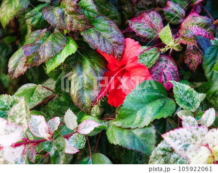 Hibiscus Elegance 105922061
