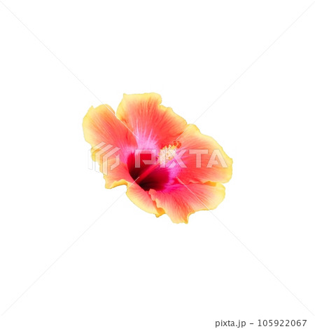 Hibiscus Radiance Hibiscus Radiance 105922067