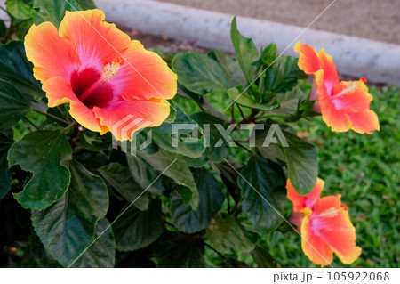 Hibiscus Splendor Hibiscus Splendor 105922068