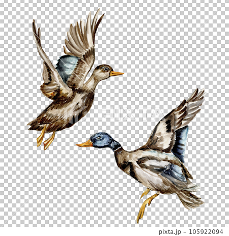 Watercolor hand drawn duck bird . Watercolor illustration of wild animal. Perfect for wedding invitation, greetings card, posters. 105922094