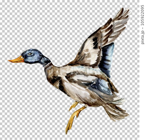 Watercolor hand drawn duck bird . Watercolor illustration of wild animal. Perfect for wedding invitation, greetings card, posters. 105922095