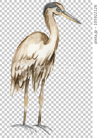 Watercolor hand drawn heron bird . Watercolor illustration of wild animal. Perfect for wedding invitation, greetings card, posters. 105922126