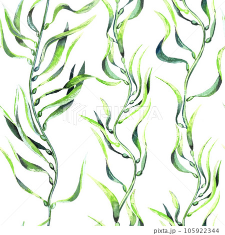 Seaweed kelp seamless pattern. Hand drawn watercolor plants botanical texture. 105922344