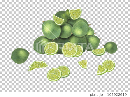 Composition with slices and whole limes isolated on white background. Ripe fragrant fruits. Citruses folded in a slide. Botanical illustration for menu, cocktail party, flyer, posters Composition with slices and whole limes isolated on white background. Ripe fragrant fruits. Citruses folded in a slide. Botanical illustration for menu, cocktail party, flyer, posters 105922619