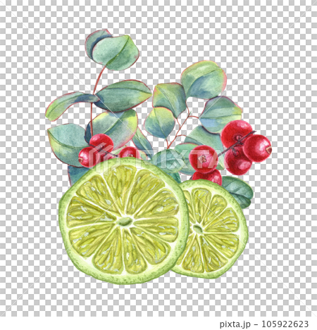 Lime wedges with eucalyptus sprigs and cranberries. Juicy citrus slices, ripe red berries, green leaves. Watercolor illustration isolated on white background. 105922623