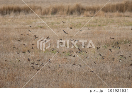 Birds in flight. 105922634