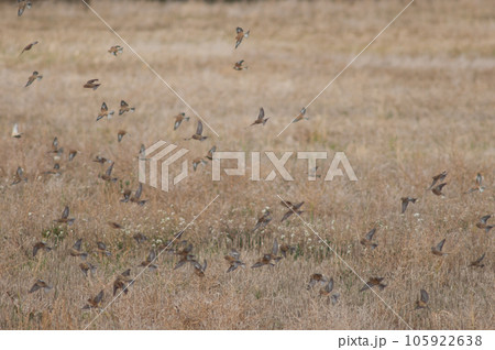 Birds in flight. Birds in flight. 105922638