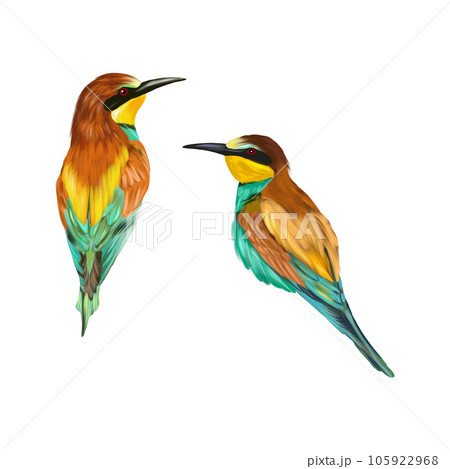 Golden bee-eater, two birds. Birds illustration isolated on white background. Greeting cards, wedding invitations, covers, spring and summer banners. Golden bee-eater, two birds. Birds illustration isolated on white background. Greeting cards, wedding invitations, covers, spring and summer banners. 105922968
