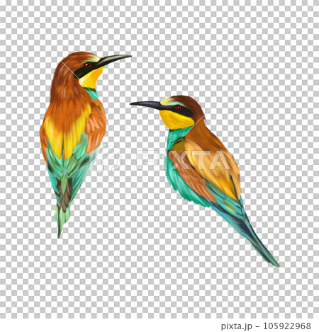 Golden bee-eater, two birds. Birds illustration isolated on white background. Greeting cards, wedding invitations, covers, spring and summer banners. Golden bee-eater, two birds. Birds illustration isolated on white background. Greeting cards, wedding invitations, covers, spring and summer banners. 105922968