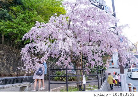 有馬温泉 湯けむり広場前の桜 有馬温泉 湯けむり広場前の桜 105923555