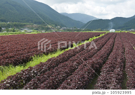京都大原 シソ畑 京都市左京区大原 京都大原 シソ畑 京都市左京区大原 105923995