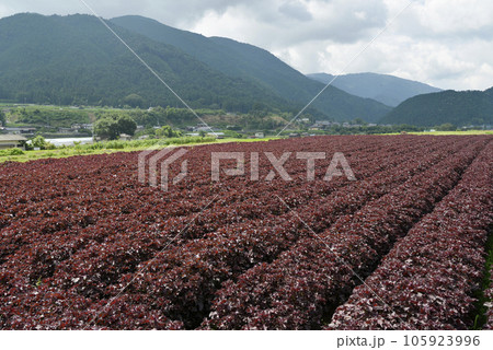 京都大原　シソ畑　京都市左京区大原 105923996