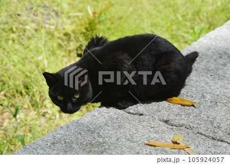 石清水八幡宮　境内の黒猫　京都府八幡市 105924057
