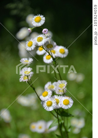 石清水八幡宮　境内の野菊　京都府八幡市 105924059