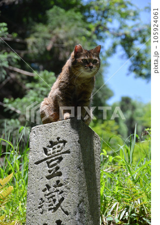 石清水八幡宮 境内の野良猫 京都府八幡市 石清水八幡宮 境内の野良猫 京都府八幡市 105924061