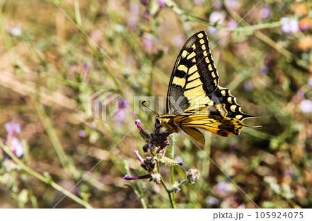 Yellow butterfly in Raganello Gorge in Civita, Calabria, Italy. Beautiful mountain landscape of Pollino National Park 105924075