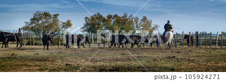 Landscape with bulls and guardians in Camargue Landscape with bulls and guardians in Camargue 105924271