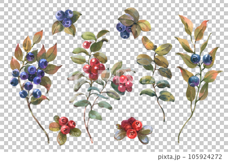 Watercolor Hand Drawn illustration of Blueberry and with green leaves. Forest Plant with Blue Berries isolated on white background 105924272