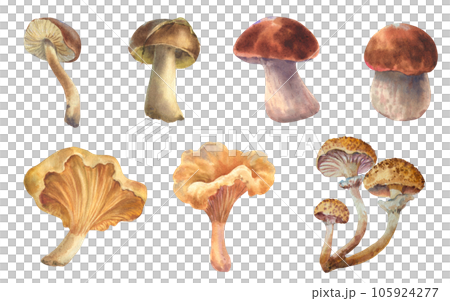 Set of watercolor illustrations edible mushrooms. Boletus mushroom, Chanterelle, big white mushroom, vegetarian gourmet cuisine, illustration isolated on white background. 105924277