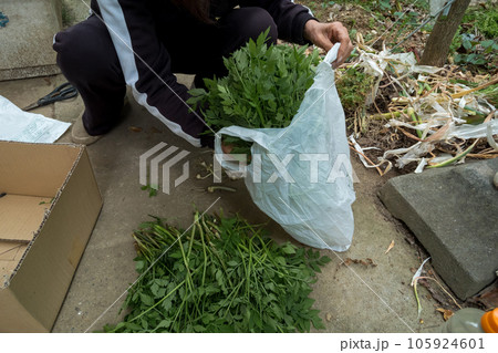 セリを摘む主婦 105924601