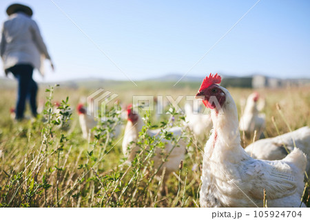 Nature, chickens in field and farmer walking with blue sky in green countryside, free range agriculture and sunshine. Poultry farm, sustainability and freedom, woman and birds in grass with animals. Nature, chickens in field and farmer walking with blue sky in green countryside, free range agriculture and sunshine. Poultry farm, sustainability and freedom, woman and birds in grass with animals. 105924704