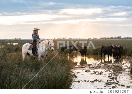 Landscape with bulls and guardians in Camargue 105925297