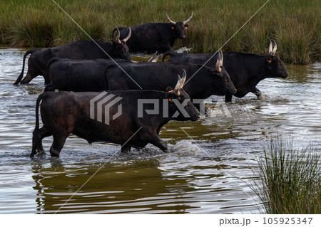 natural scene in Camargue with bulls natural scene in Camargue with bulls 105925347