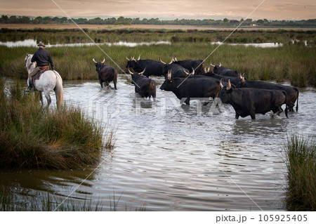 Landscape with bulls and guardians in Camargue Landscape with bulls and guardians in Camargue 105925405