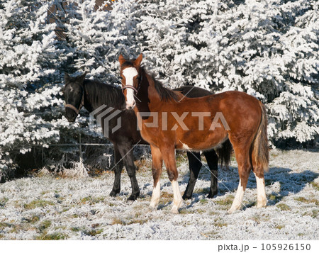 One year old foals on pature during snowy winter. Foals of sporthorses. 105926150