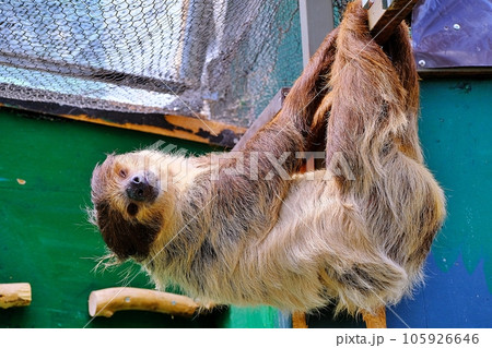 フタユビナマケモノ 105926646