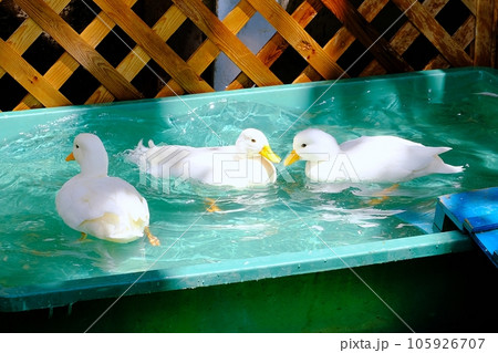 コールダック コールダック 105926707