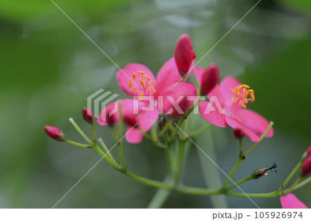 テイキンザクラ テイキンザクラ 105926974