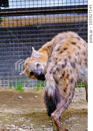 ブチハイエナ 105927145