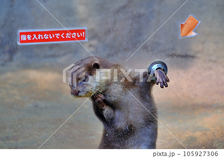 コツメカワウソ　（ノースサファリパーク） 105927306
