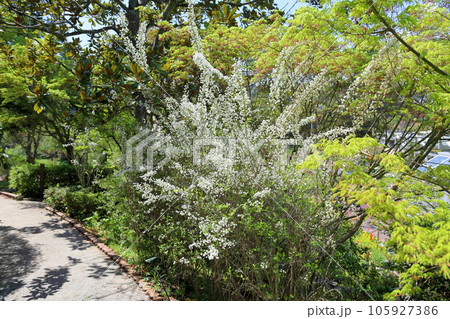 シジミバナの花　満開 105927386