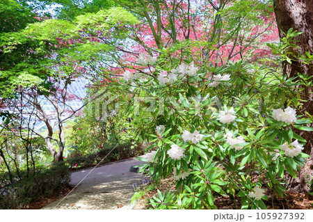 シャクナゲの花 105927392