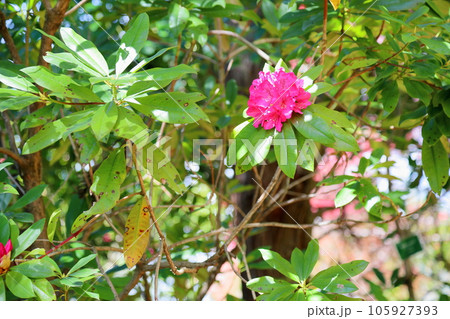 セイヨウシャクナゲの花 105927393