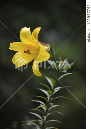 ゴールデンスプレンダー 105927742