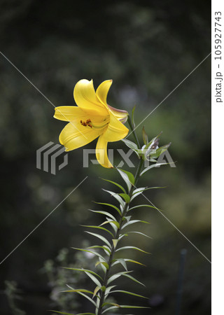 ゴールデンスプレンダー ゴールデンスプレンダー 105927743