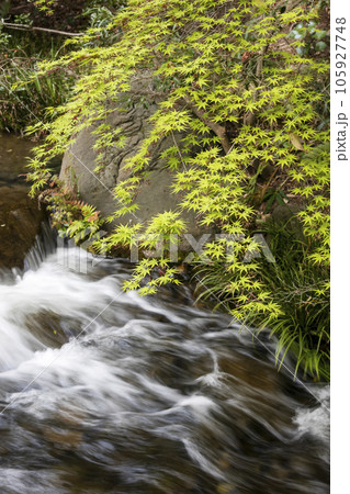 新緑のモミジと落水の小川の春風景-2 新緑のモミジと落水の小川の春風景-2 105927748