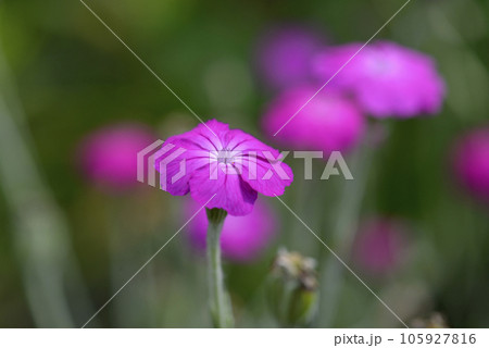 スイセンノウ 105927816