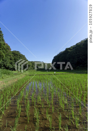 狭山丘陵内の岸たんぼ 田植え後の田んぼ 狭山丘陵内の岸たんぼ 田植え後の田んぼ 105927819