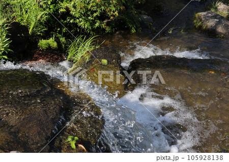 清流に生える苔 105928138