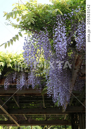 藤の花のある風景 藤の花のある風景 105928142