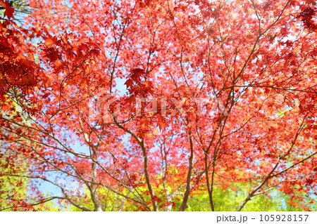 カエデ　野村の若葉 105928157