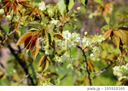 ギョイコウザクラの花 105928160