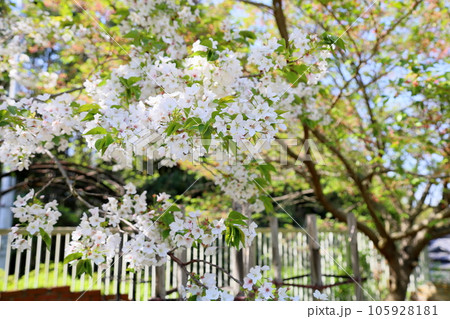 オオシマザクラの花 105928181