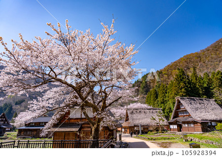 富山県五箇山 桜咲く春の菅沼合掌造り集落の中の塩硝の館と村内の道 富山県五箇山 桜咲く春の菅沼合掌造り集落の中の塩硝の館と村内の道 105928394